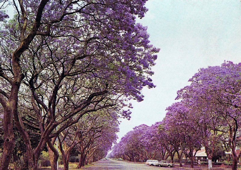 Jacaranda trees blossom in Harare
