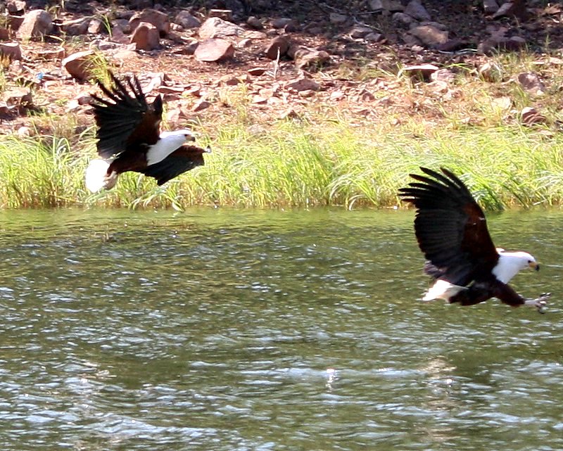 Fish eagles make a swoop on the Zambezi River