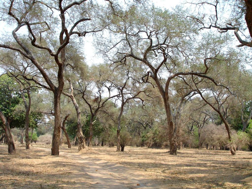 Typical African bush in Zimbabwe
