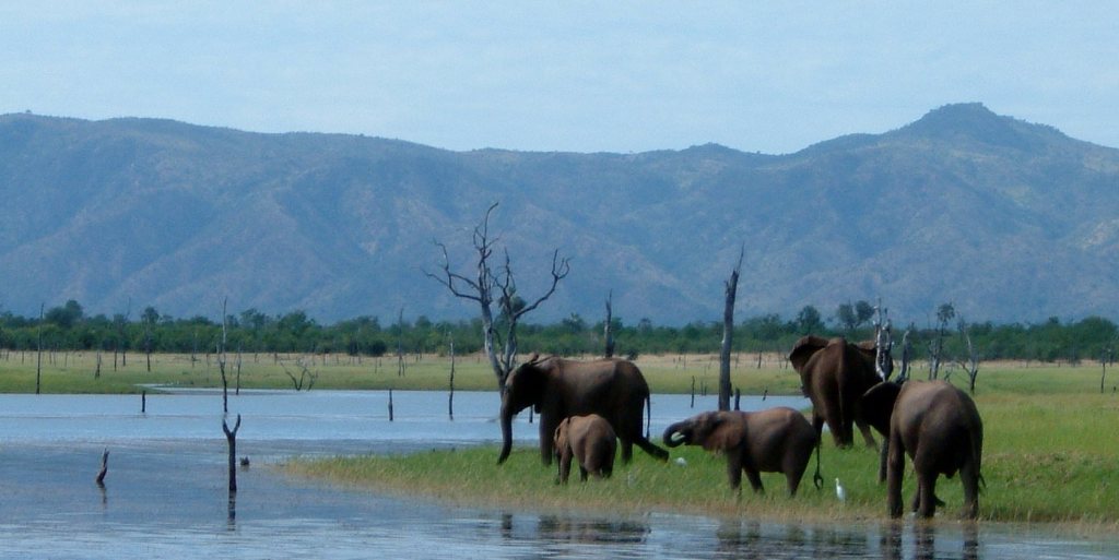 Elephants on the shores of Lake Kariba