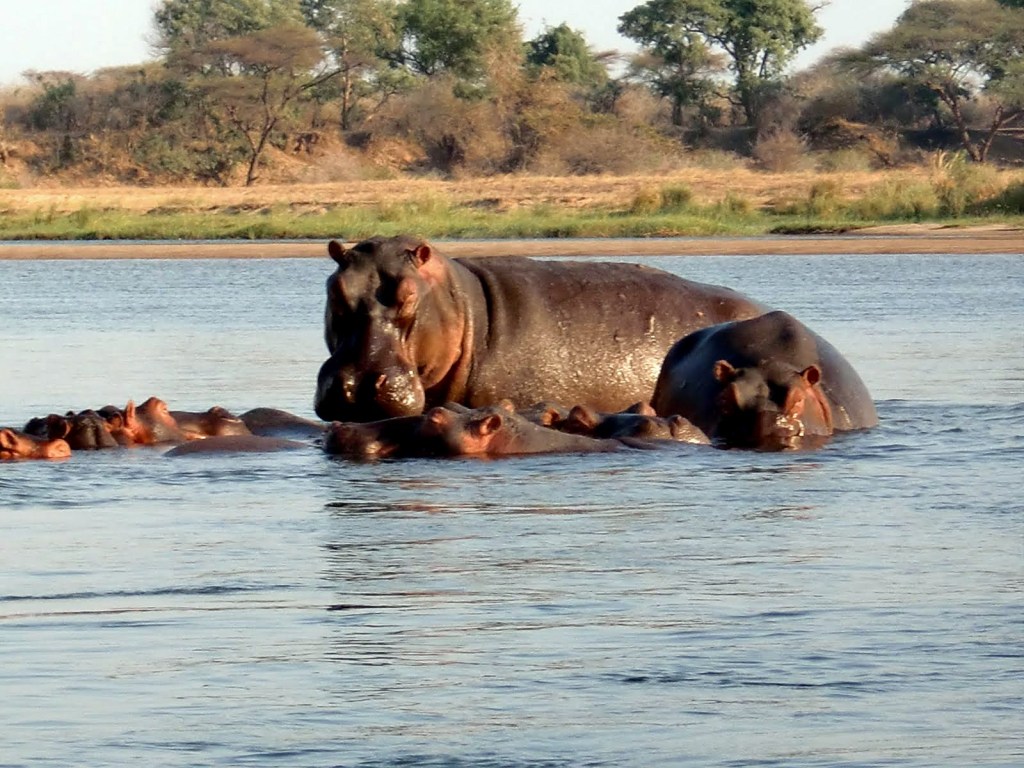 Hippos in the Zambezi River